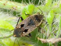 Graptopeltus lynceus