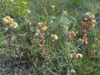 Hylotelephium maximum