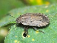 Sciocoris cursitans