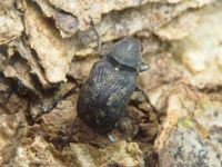 Rhaphitropis marchica