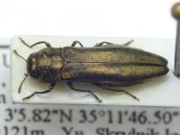Agrilus antiquus croaticus