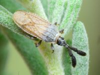 Copium teucrii