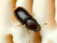 Sulcacis fronticornis