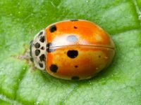 Harmonia quadripunctata