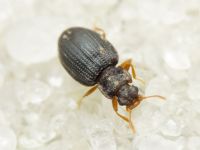 Latridius
