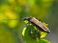 Oedemera femorata
