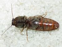 Athous haemorrhoidalis