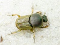 Euoniticellus fulvus