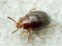 Scaphidema metallicum