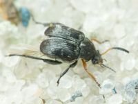 Bruchus affinis