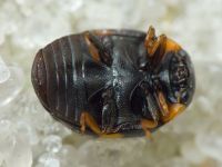 Hyperaspis erytrocephala