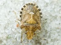 Dyroderes umbraculatus