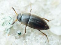 Ptomaphagus
