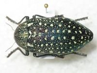 Buprestidae