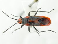 Caenocoris nerii