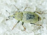 Sibinia (Sibinia) subelliptica