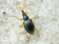 Pseudapion rufirostre