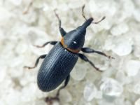 Mecinus collaris