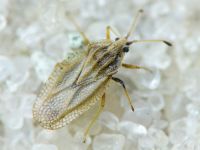 Elasmotropis testacea