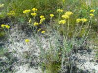 Helichrysum arenarium