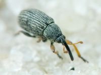 Exapion corniculatum
