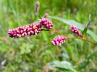 Persicaria maculosa