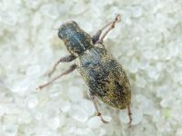 Sitona