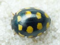 Coccinula quatuordecimpustulata