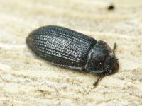 Grynocharis oblonga