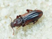Bothrideres bipunctatus