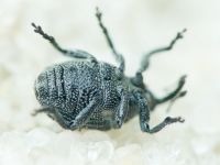 Ceutorhynchus puncticollis