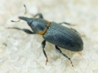 Mecinus collaris
