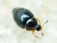 Orthoperus
