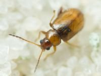 Alticinae