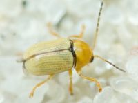Cryptocephalus (Burlinius) fulvus