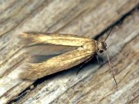 Tineola bisselliella