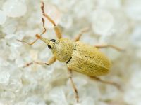 Tychius aureolus
