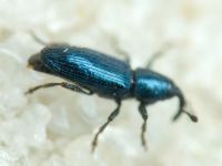 Aulacobaris janthina
