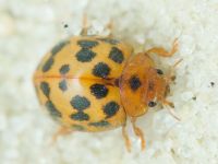 Subcoccinella vigintiquatuorpunctata