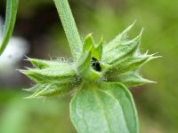 Stachys recta