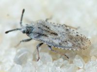 Tingis (Tingis) grisea