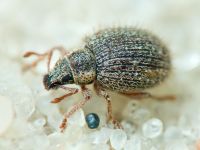 Brachysomus (Brachysomus) echinatus
