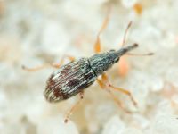 Taeniapion urticarium