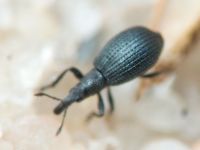 Apioninae