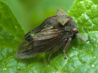 Centrotus cornutus