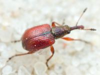 Rhynchitinae