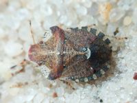 Dyroderes umbraculatus