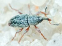 Tychius