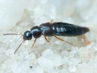 Staphylinidae