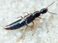 Staphylinidae